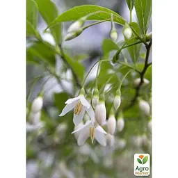 Саджанець Agro-Market Проліскове дерево Styrax japonicus (красиве, компактне, з ароматом пролісків) (181403) - мініатюра 3