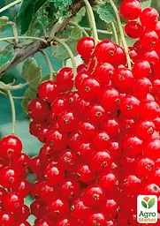 Саджанець Agro-Market Порічка (смородина) червона Віксне середній термін дозрівання, зимостійкий сорт) 1 шт. в пакуванні (23392) - мініатюра 2