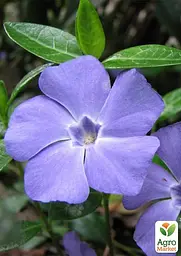 Саджанець Agro-Market Барвінок малий Vinca minor вазон С2, 1 шт. в упаковці (115625) - мініатюра 2