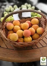 Саджанець Agro-Market Абрикос Флейвор Кот (літній сорт, пізній термін дозрівання) 1 шт. в упаковці (44000) - мініатюра 2