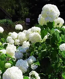 Гортензія Agro-Market H.Sheep Cloud крупнолиста біла 1 саджанець в упаковці (36526) - мініатюра 3