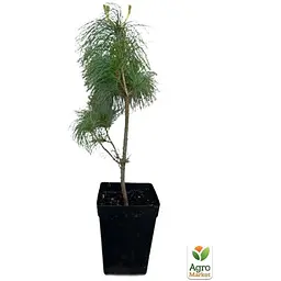 Саджанець Agro-Market Сосна гімалайська 5-ти річна Griffithii С3, висота 40-50см (115781) - мініатюра 2