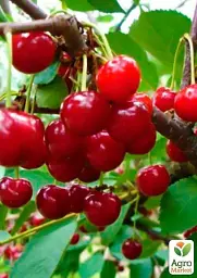 Саджанець Agro-Market Вишня Іграшка (літній сорт, ранній термін дозрівання) 1 шт. в упаковці (21361) - мініатюра 4