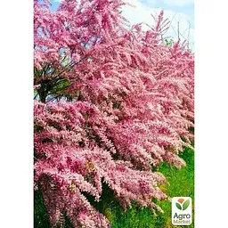 Саджанець Agro-Market Тамарікс гіллястий Pink Cascade (52517) 1 шт. в упаковці - мініатюра 3