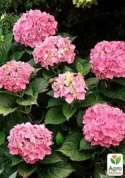 Саджанець Agro-Market Гортензія крупнолиста рожева Рожеве диво (Pink wonder) (44820) - мініатюра 2