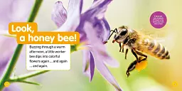 Explore My World: Honey Bees - мініатюра 2
