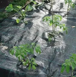 Агротканина Shadow 100 г/м² 1.1 x 50 м АТЧ000012 - мініатюра 4