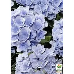 Саджанець Agro-Market Гортензія крупнолистова Florentina Blue (183476) 1 шт. в упаковці - мініатюра 2