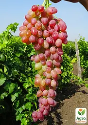 Саджанець Agro-Market Виноград Пам'яті батька (ранньо-середній термін дозрівання) 1 шт. в пакуванні (25530) - мініатюра 2
