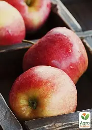 Саджанець Agro-Market Яблуня Женева Ерлі (літній сорт, ранній термін дозрівання) 1 шт. в упаковці (25620) - мініатюра 4