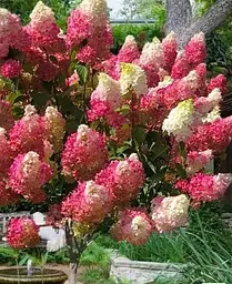 Гортензія Agro-Market Strawberry Blossom С3 волотиста на штамбі висота штамба 50-70 см 1 саджанець в упаковці - мініатюра 2