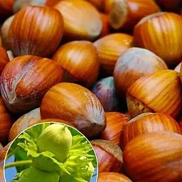 Саджанець Agro-Market Фундук Вебба Цінний (середній термін дозрівання, перехресне запилення, садити по 2 шт) (23929) 1 шт. в упаковці - мініатюра 2