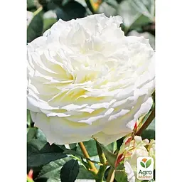 Троянда кущова Agro-Market Алабастер Alabaster саджанець класу АА+ вищий сорт 1 шт. в упаковці (178137) - мініатюра 2