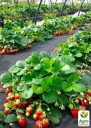 Саджанець Agro-Market Полуниця садова ремонтантна Cantus укорінена у контейнері 1 шт. в пакуванні (182795) - мініатюра 3