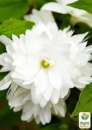 Жасмин гібридний садовий (чубушник) "Bouquet Blanc" С2 (175126) 1 саженец - мініатюра 5