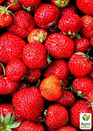 Саджанець Agro-Market Полуниця Зенга Зенгана (Senga Sengana) (середньо-пізній термін дозрівання) 5 шт. в пакуванні (40395) - мініатюра 2