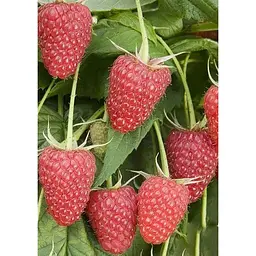 Саджанець Agro-Market Малина Либідь 2 шт. в упаковці (44766) - мініатюра 3