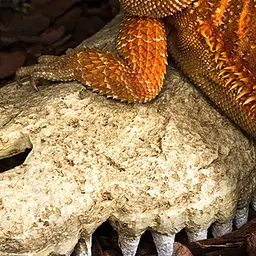 Крокодилячий череп Repti-Zoo Crocodile Skull M ERS34S 11x6x4 см - декоративне укриття для тераріуму та акваріуму - мініатюра 4