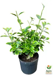 Саджанець Agro-Market Бересклет Японський 2-х річний Aureomarginata (висота 20-40см) (116251) - мініатюра 2