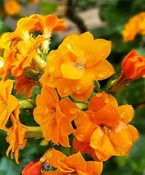 Саджанець Agro-Market Каланхое Блоссфельда Orange (Kalanchoe Blossfeldiana) (50628) 1 шт. в упаковці - мініатюра 2