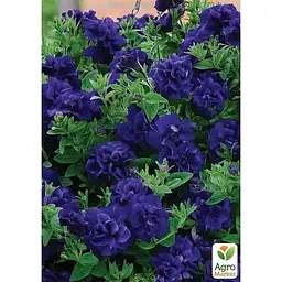 Саджанець Agro-Market Петунія напівампельна Tumbelina Belinda (контейнер №10 висота 10-15 см) (49141) 1 шт. в упаковці - мініатюра 3