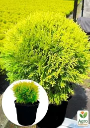 Саджанець Agro-Market Туя західна Mirjam С3 висота 20-30 см 1 шт. в упаковці (105604) - мініатюра 2