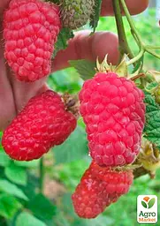 Малина Agro-Market "Маросійка" (ранній термін дозрівання, високоврожайний та безшипий сорт) 1-річний саджанець (189536) 1 шт в упаковці - мініатюра 2