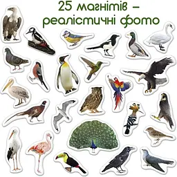 Набір магнітів Magdum Птахи ML4031-30 EN - мініатюра 4