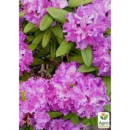 Саджанець Agro-Market Рододендрон гібридний 2-х річний Alfred С2 висота 25-40 см (183553) 1 шт. в упаковці - мініатюра 2