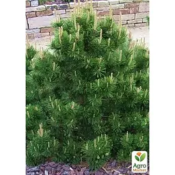 Саджанець Agro-Market Сосна гірська карликова Montana (Pinus Mugo) горщик P9 (49231) - мініатюра 2