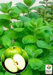 Саджанець Agro-Market М'ята Яблучна Mentha Rotundifolia (контейнер Р9, Корневище) 1 шт. в упаковці (49186) - мініатюра 3
