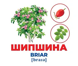 Дерева та кущі. Геній з пелюшок - - мініатюра 3