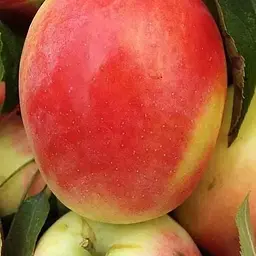 Саджанець Agro-Market Яблуня Кандиль синап (осінній сорт, середній термін дозрівання) (46268) 1 шт. в упаковці - мініатюра 2
