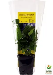 Саджанець Agro-Market Клематис Crystal Fountain (16208) - мініатюра 3