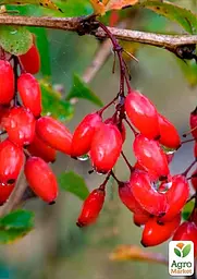 Саджанець Agro-Market Барбарис Дулкіс (Dulcis) (один із найсмачніших сортів) (116175) - мініатюра 2