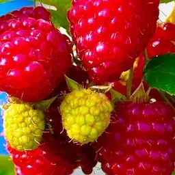 Малина Agro-Market "Недосяжна" (ремонтантний крупноплідний зимостійкий сорт) 1-річний саджанець (189503) 1 шт в упаковці
