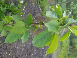 Саджанець Agro-Market Черешня золотиста Жасмин (Jasmine) (преміальний невибагливий сорт) 1 шт. в упаковці (48925) - мініатюра 2