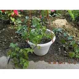 Саджанець Agro-Market Плющ звичайний (44214) 1 шт. в упаковці - мініатюра 3