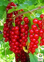 Саджанець Agro-Market Порічка (смородина) на штамбі Йонкер Ван Тетс Jonkheer Van Tets) середньо-раннього терміну дозрівання, хворобостійкий сорт) 1 шт. в пакуванні (44846) - мініатюра 2