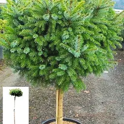 Ялина сербська Agro-Market Nana С2 висота штамба 30-40 см 62799 1 саджанець в упаковці