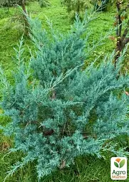 Саджанець Agro-Market Ялівець віргінський Grey Owl С3 висота 30-40 см 1 шт. в упаковці (71815) - мініатюра 2