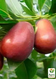 Саджанець Agro-Market Зизифус Я-цзао (перехресне запилення садити по 2 саджанця різного ґатунку) 1 шт. в упаковці (25926) - мініатюра 2