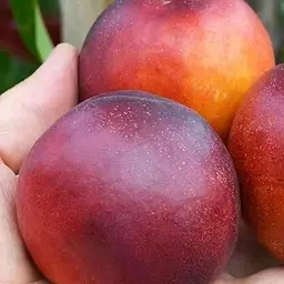 Саджанець Agro-Market Нектарин Сан Глоу (лисий персик, літній сорт, середній термін дозрівання) (37421) 1 шт. в упаковці - мініатюра 2