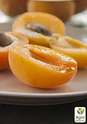 Саджанець Agro-Market Абрикос Голд Рич (літній сорт, середній термін дозрівання) 1 шт. в упаковці (25774) - мініатюра 3