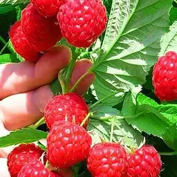 Малина Agro-Market "Glen Ample" (середній термін дозрівання, високоврожайний сорт) 1-річний саджанець (189643) 1 шт в упаковці