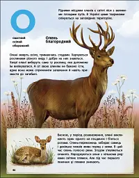 Живий світ України. Тварини та їх родичі в природі й у книжках - Наталія Коваль - мініатюра 7