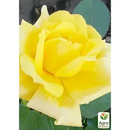 Троянда штамбова Agro-Market Landora саджанець класу АА+ вищий сорт 1 шт. в упаковці (36257) - мініатюра 3