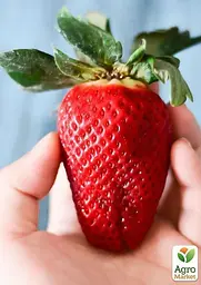 Саджанець Agro-Market Полуниця Гігантелла MAXI (середньо-пізній термін дозрівання, великоплідний сорт) 5 шт. в пакуванні (37310) - мініатюра 3