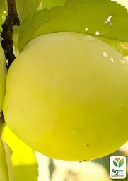 Саджанець Agro-Market Яблуня Антонівка (осінній сорт, середній термін дозрівання) 1 шт. в упаковці (25755) - мініатюра 3