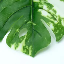 Штучне листя Engard Monstera Alba 73 см (TW-54) - мініатюра 5